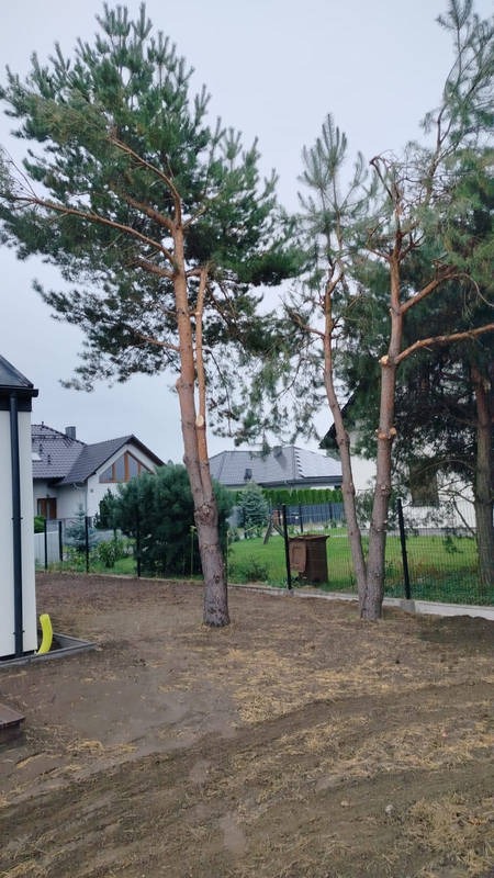 Teren po wycince drzew iglastych, widoczne ślady po pniach i przygotowane podłoże, w tle zabudowa jednorodzinna i ogrodzenie z siatki.