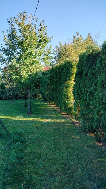 Zadbany ogród z równo przyciętym żywopłotem z tui, drzewami i zielonym trawnikiem w słoneczny dzień. Widok wzdłuż granicy działki.