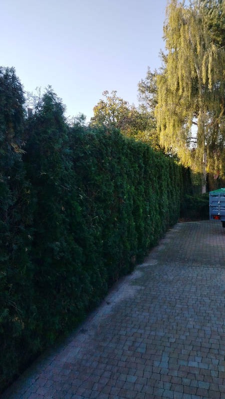 Długi, gęsty żywopłot z tui, oddzielający posesję od drogi wyłożonej kostką. W tle widoczne drzewa i fragment przyczepy. Ujęcie z dołu, podkreślające wysokość roślin.