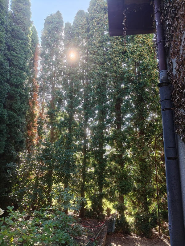 Szpaler wysokich, zielonych drzew iglastych w słoneczny dzień w Białej. Widok z dołu, promienie słońca prześwitują przez korony drzew.