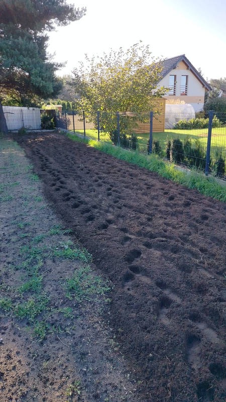 Przygotowany pod siew, długi pas ziemi w ogrodzie, z widocznymi śladami stóp, ogrodzeniem z siatki i domem w tle, w słoneczny dzień.