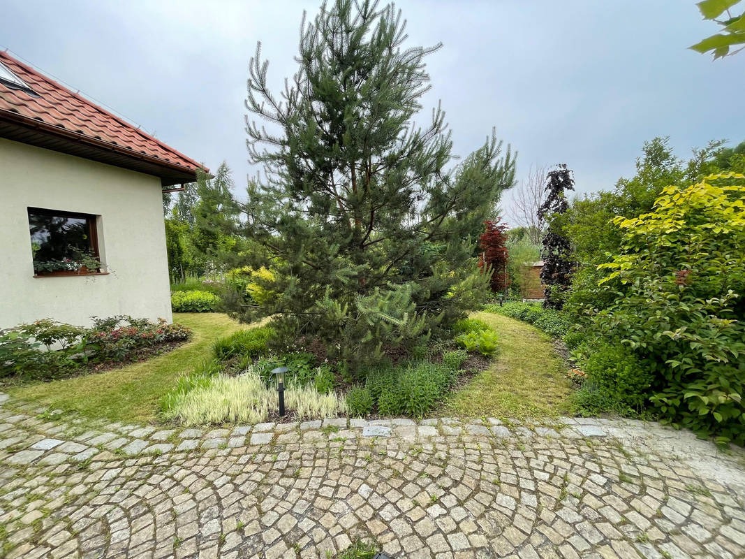 Urokliwy ogród przydomowy z brukowanym podjazdem, ozdobną sosną i ścieżką. Widok na zadbany trawnik i różnorodne rośliny ozdobne przy budynku.