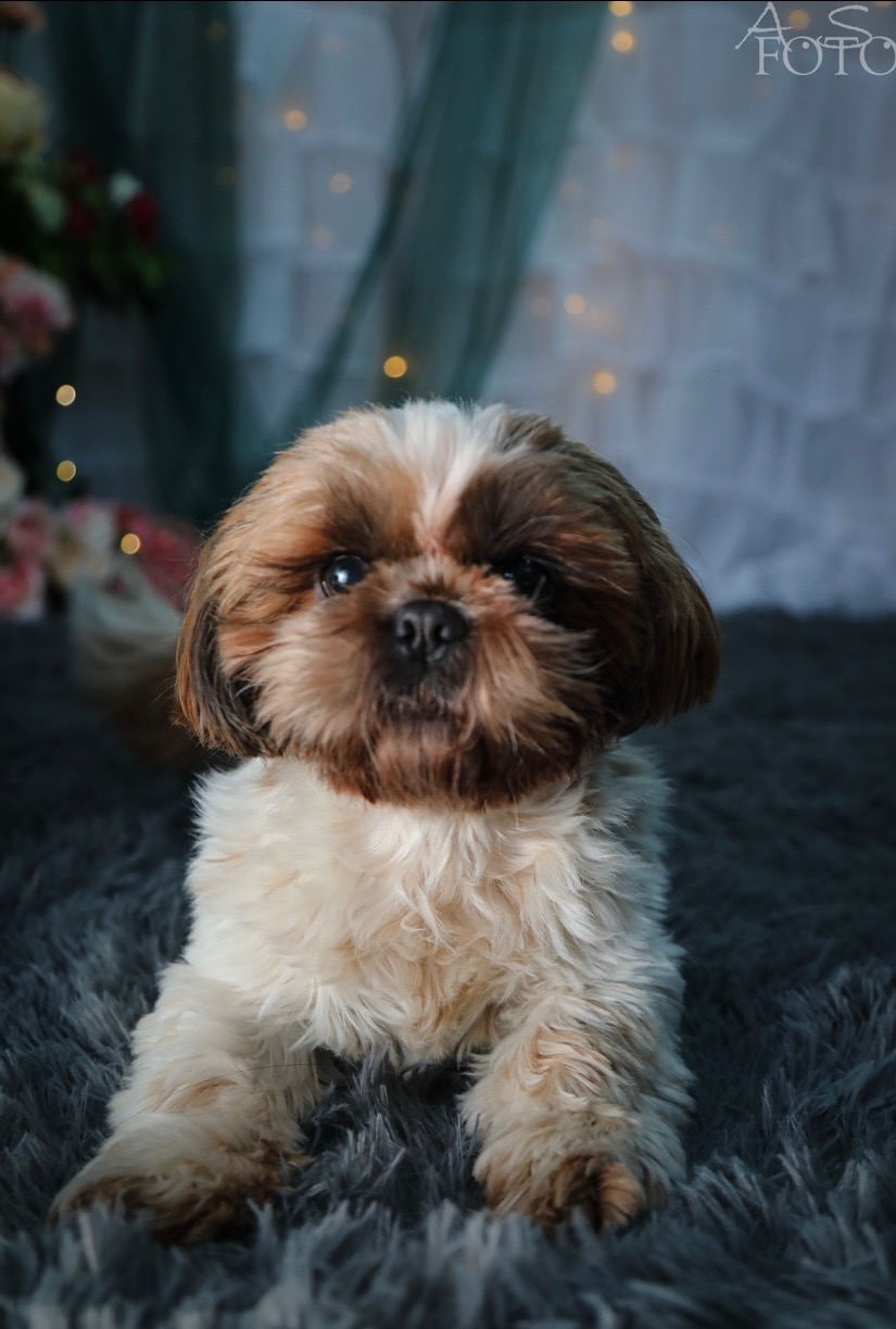 Portret uroczego, brązowo-białego szczeniaka Shih Tzu na puszystym, szarym dywanie, z delikatnym oświetleniem i kwiatami w tle. Widoczne logo fotografa w prawym górnym rogu.