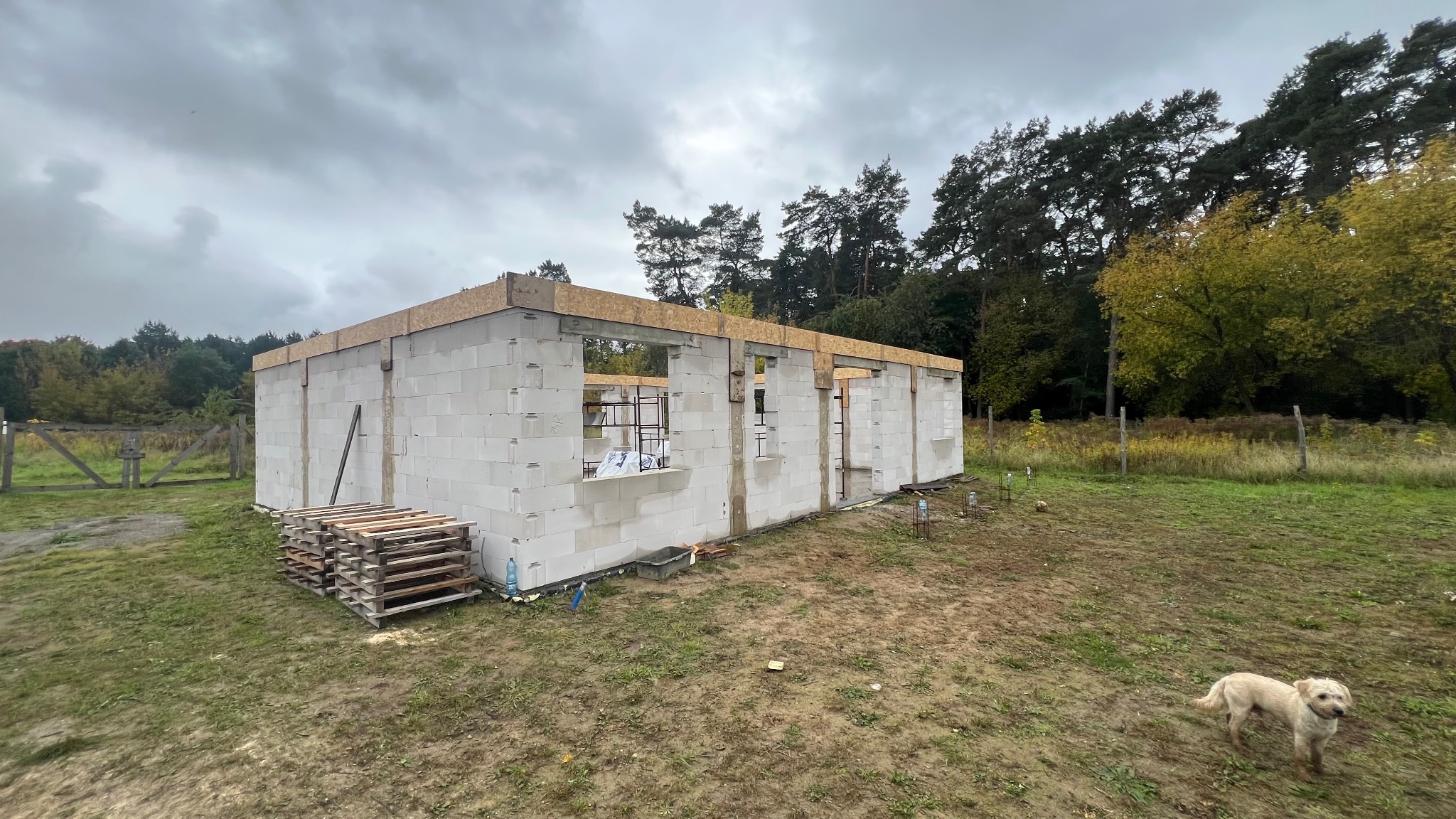 Niski budynek w trakcie budowy z białych bloczków, z widocznymi otworami okiennymi i drewnianą konstrukcją dachu, na tle zieleni i pochmurnego nieba. Pies w prawym dolnym rogu.