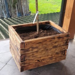 Dominik Chmielewski - Drewniana donica z formowaną kulisto tujką na szarych płytkach, w tle zieleń ogrodu i fragment dachu. Donica opalana, z widoczną strukturą drewna.