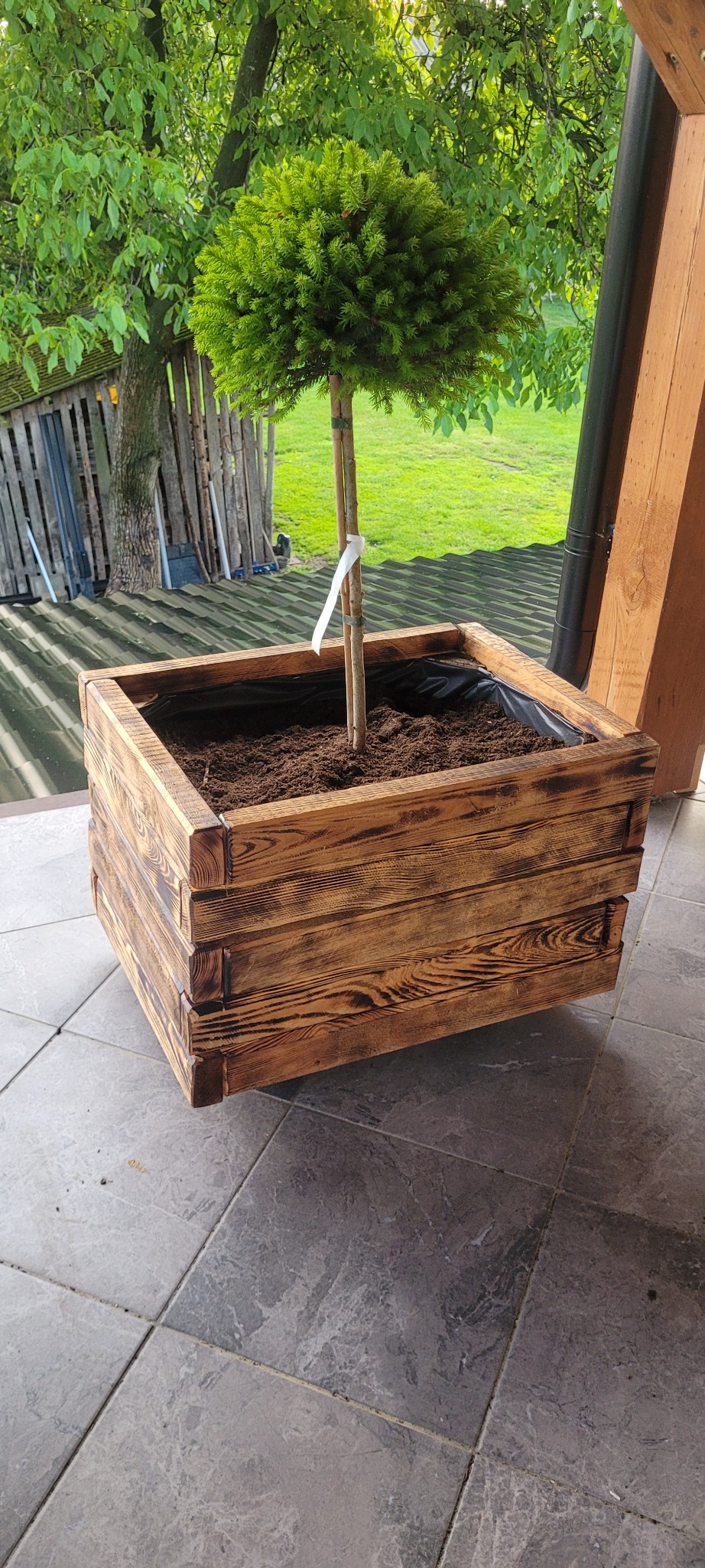 Drewniana donica z formowaną kulisto tujką na szarych płytkach, w tle zieleń ogrodu i fragment dachu. Donica opalana, z widoczną strukturą drewna.