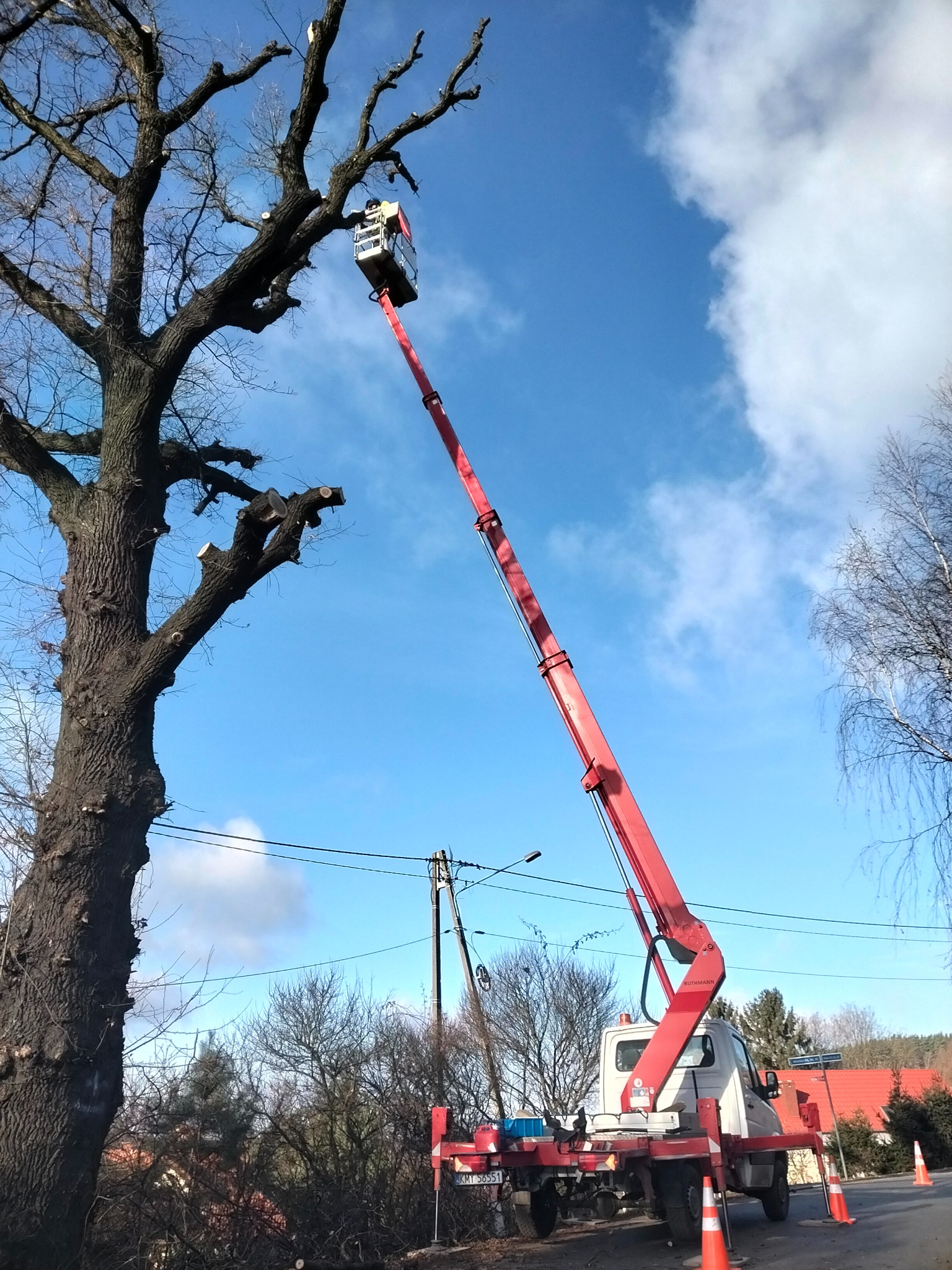 Czerwony podnośnik koszowy sięga do korony drzewa z obciętymi gałęziami na tle błękitnego nieba z chmurami. Widoczne pomarańczowe pachołki i budynki w tle.