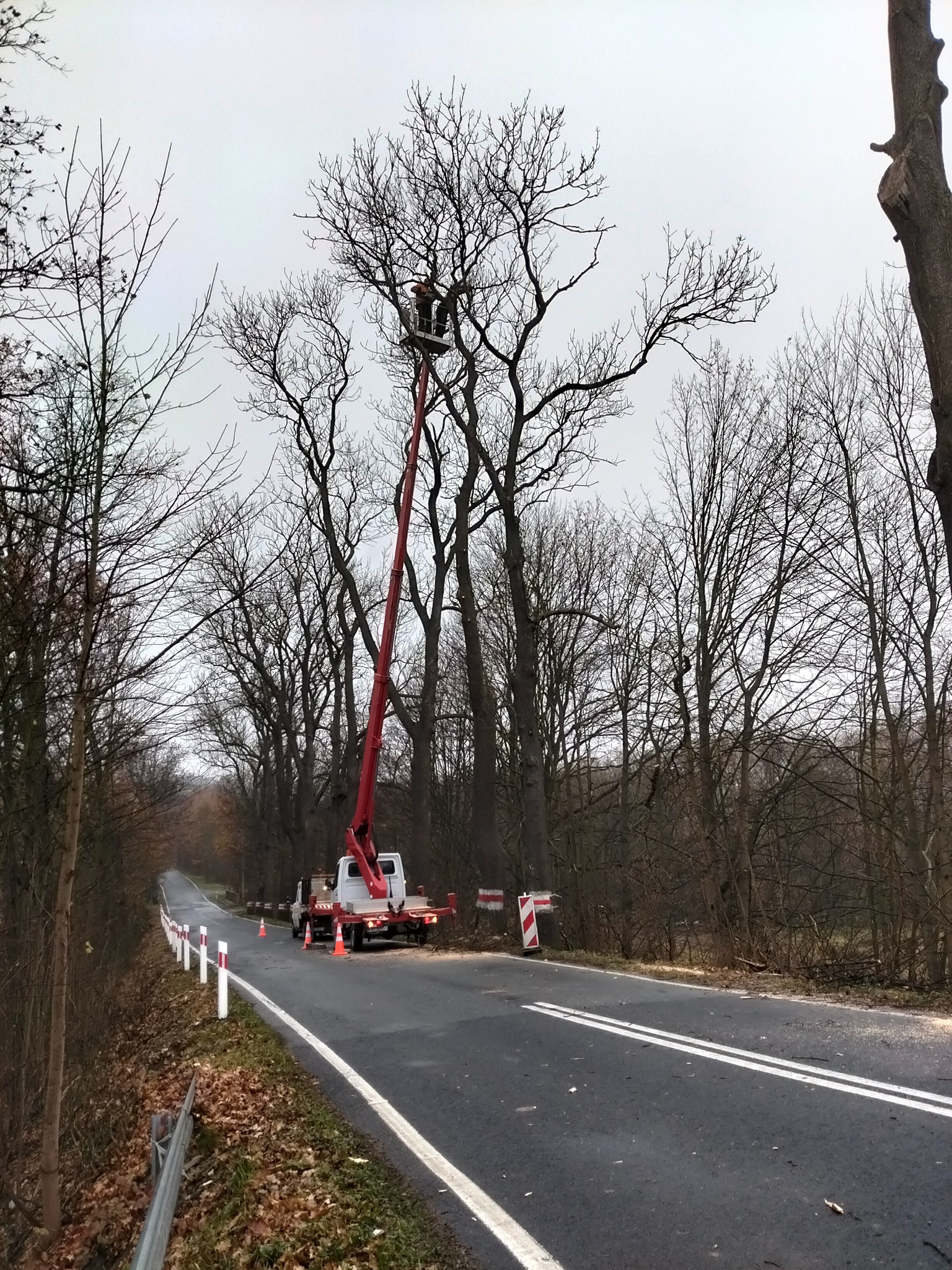 Pracownik w koszu podnośnika przycina gałęzie wysokiego drzewa rosnącego przy drodze. Na asfalcie leżą odcięte gałęzie, a ruch zabezpieczają pachołki.