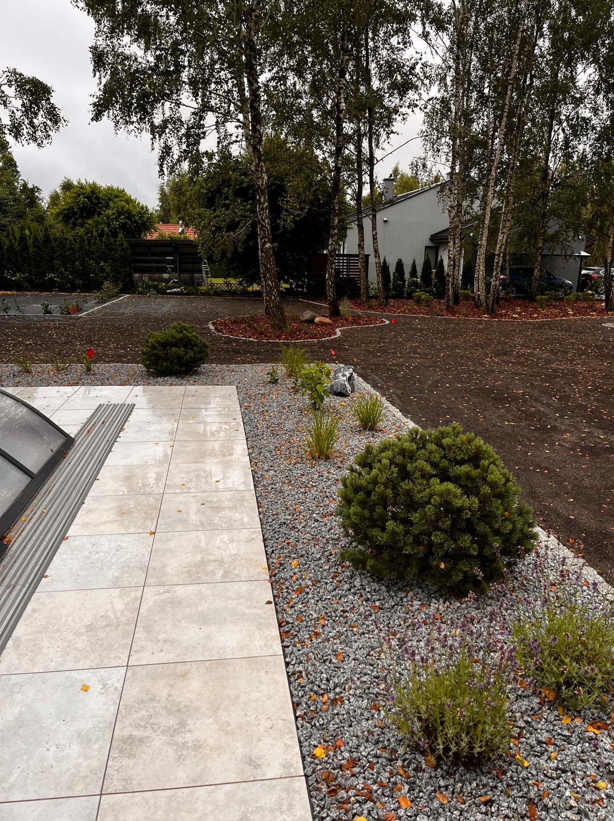 Nowoczesny ogród z jasną ścieżką z płyt, szarym żwirem, niskimi krzewami i drzewami brzozy w tle. Widok na dom i starannie przygotowany teren.