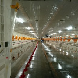 Olikamfram - Wnętrze hali produkcyjnej po czyszczeniu: mokra posadzka odbija światła, widoczne systemy pojenia i karmienia. Perspektywa z boku, instalacje elektryczne na ścianie.