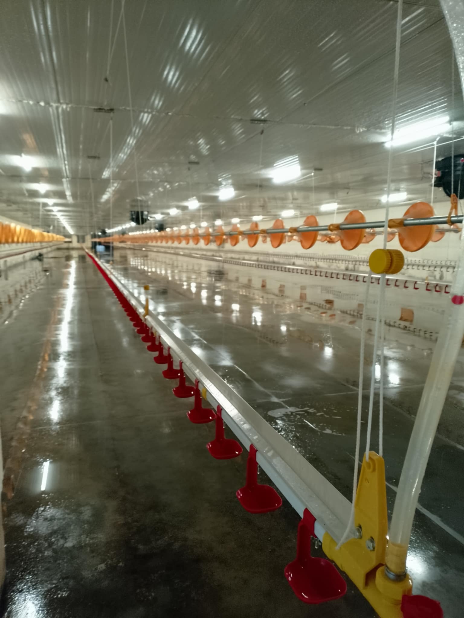 Wnętrze hali produkcyjnej po czyszczeniu przemysłowym w Odolanowie. Widoczne systemy pojenia dla zwierząt, mokra posadzka i oświetlenie.