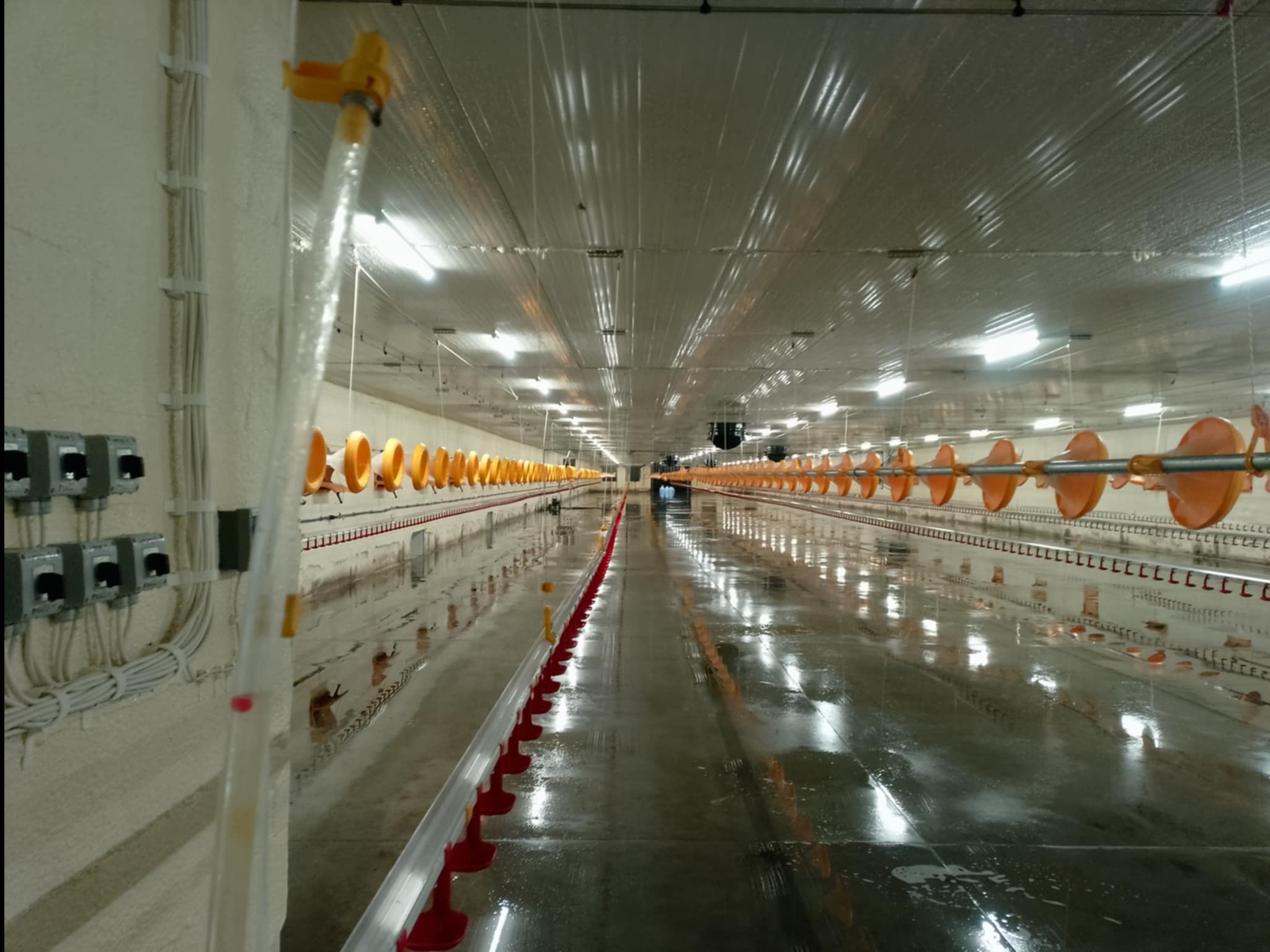 Wnętrze hali produkcyjnej po czyszczeniu: mokra posadzka odbija światła, widoczne systemy pojenia i karmienia. Perspektywa z boku, instalacje elektryczne na ścianie.