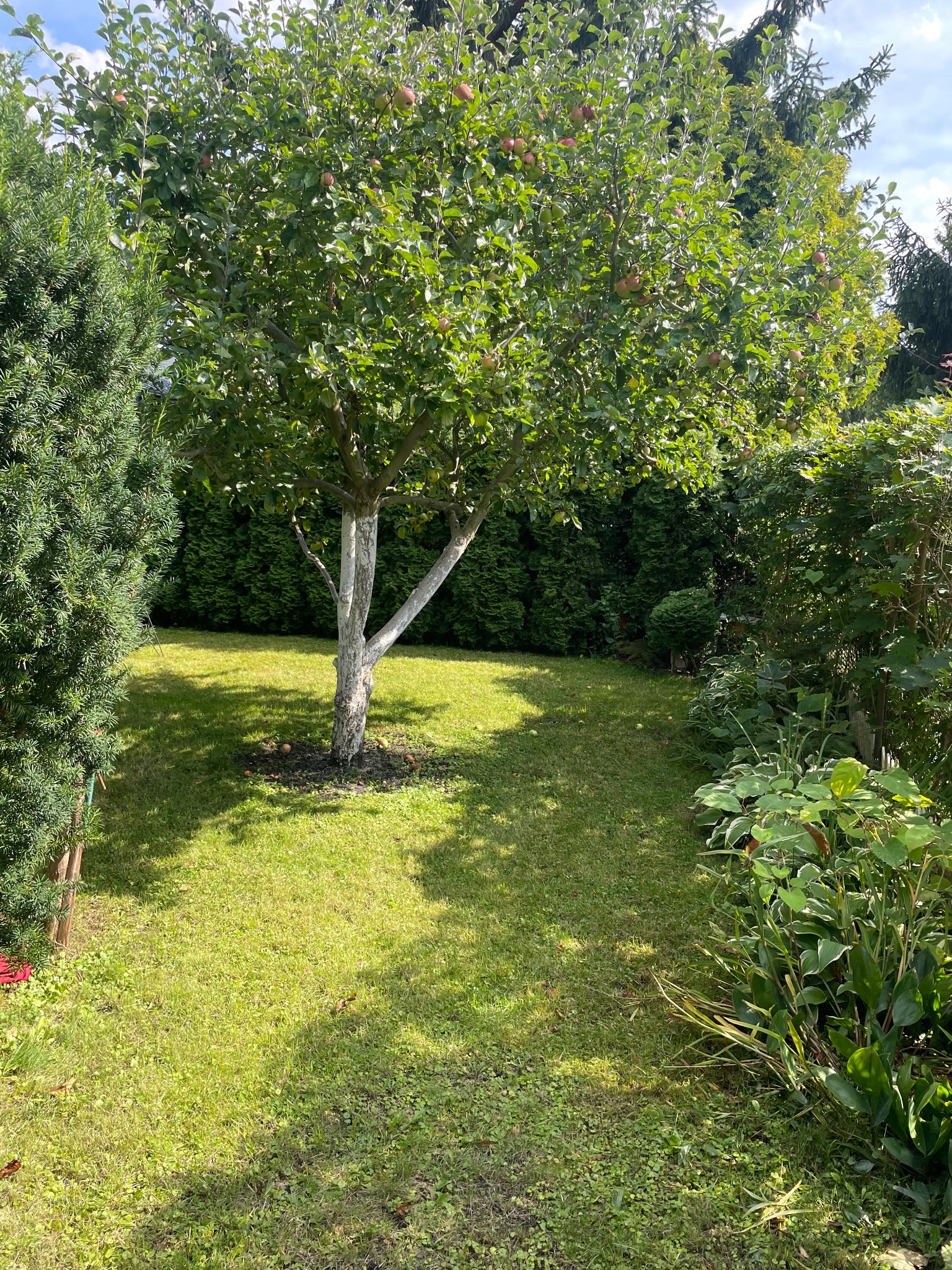 Zadbany ogród z jabłonią o bielonym pniu, otoczoną zielonym trawnikiem i tujami. Widoczne jabłka na drzewie. Słoneczny dzień.
