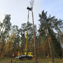 LUK USŁUGI PODNOŚNIKOWE - Żółty podnośnik koszowy przy pniu drzewa w otoczeniu lasu. Widoczne pomarańczowe pachołki i fragment ogrodzenia. Ujęcie z dołu, pochmurne niebo w tle.