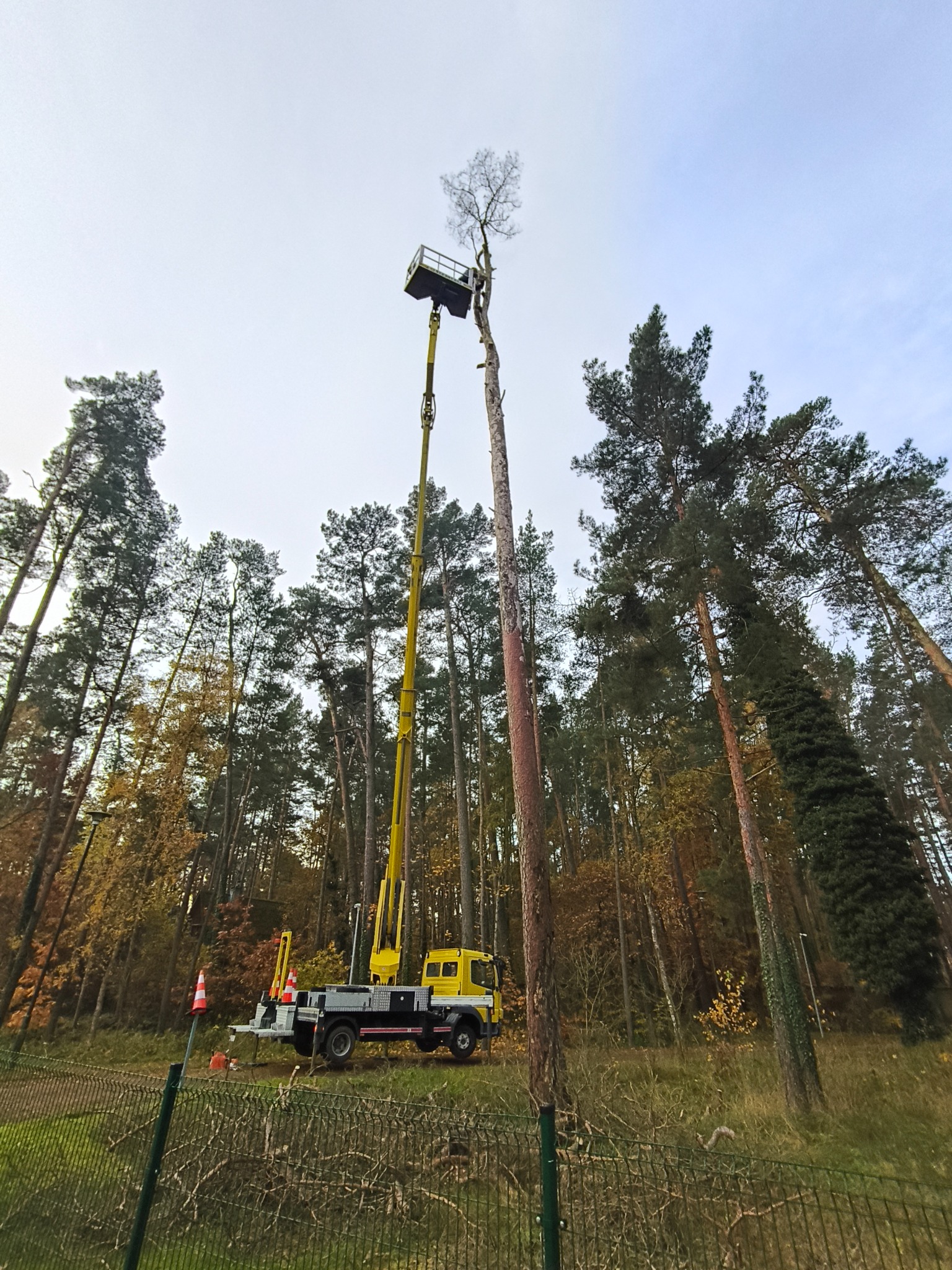 Żółty podnośnik koszowy przy pniu drzewa w otoczeniu lasu. Widoczne pomarańczowe pachołki i fragment ogrodzenia. Ujęcie z dołu, pochmurne niebo w tle.
