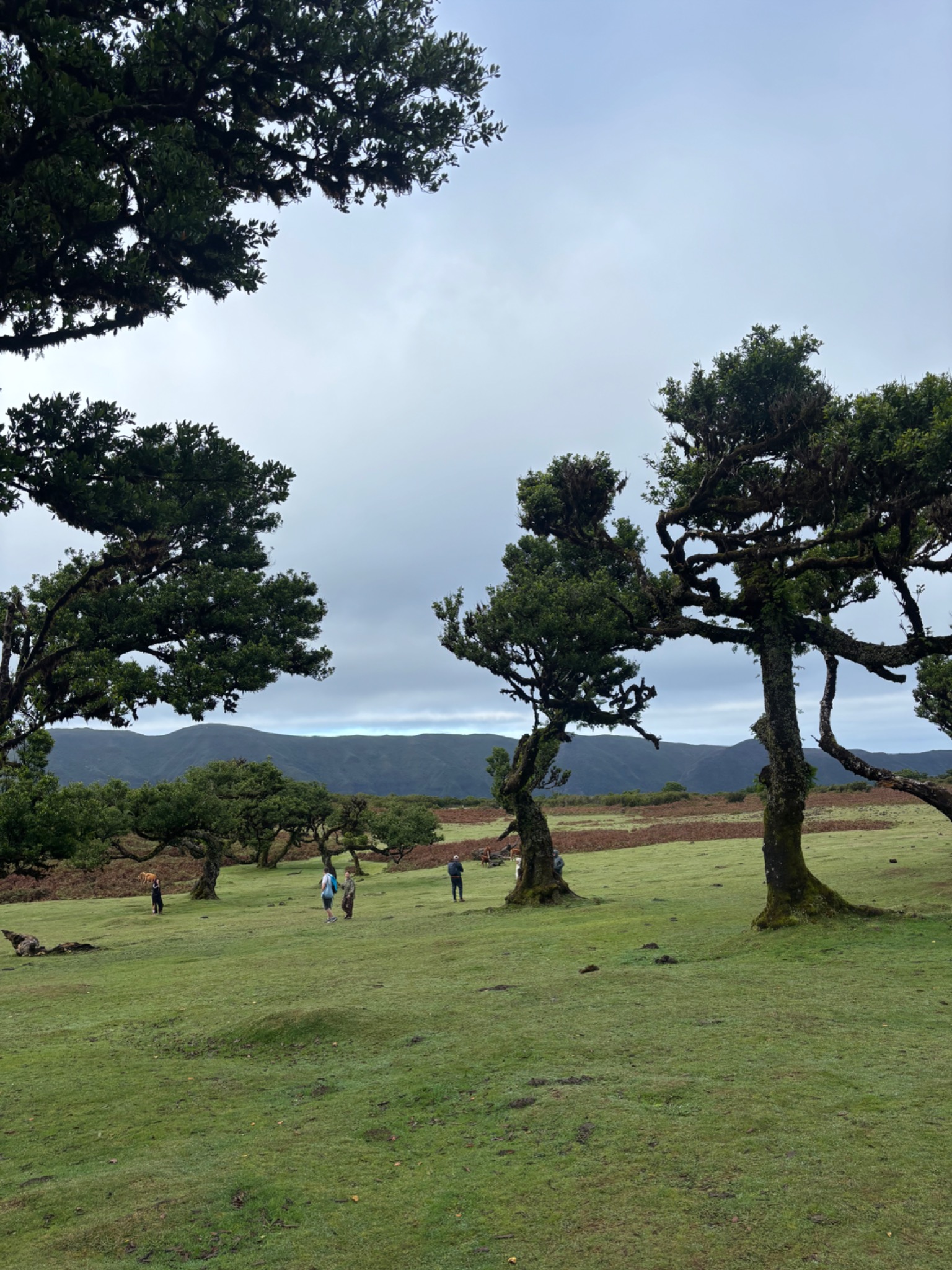Krajobraz z zielonymi drzewami o fantazyjnych kształtach i grupą osób w oddali, na tle gór pod pochmurnym niebem. Specyficzny klimat i ukształtowanie terenu.