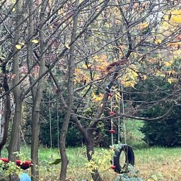 Wycinka drzew Suchy Las 1