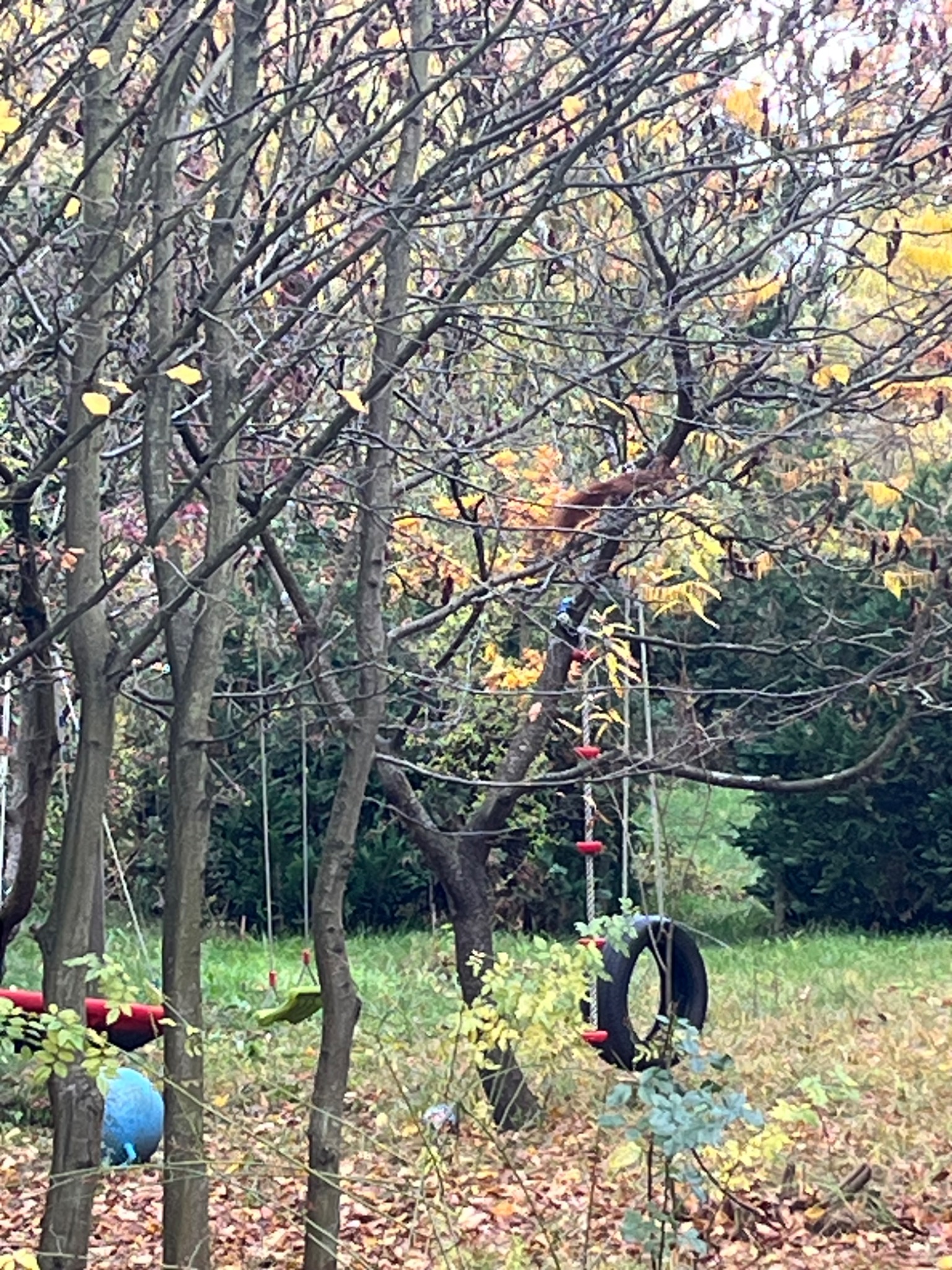 Jesienne drzewo z huśtawką z opony i linową drabinką w ogrodzie. W tle widoczne inne drzewa i krzewy. Na gałęzi siedzi wiewiórka.