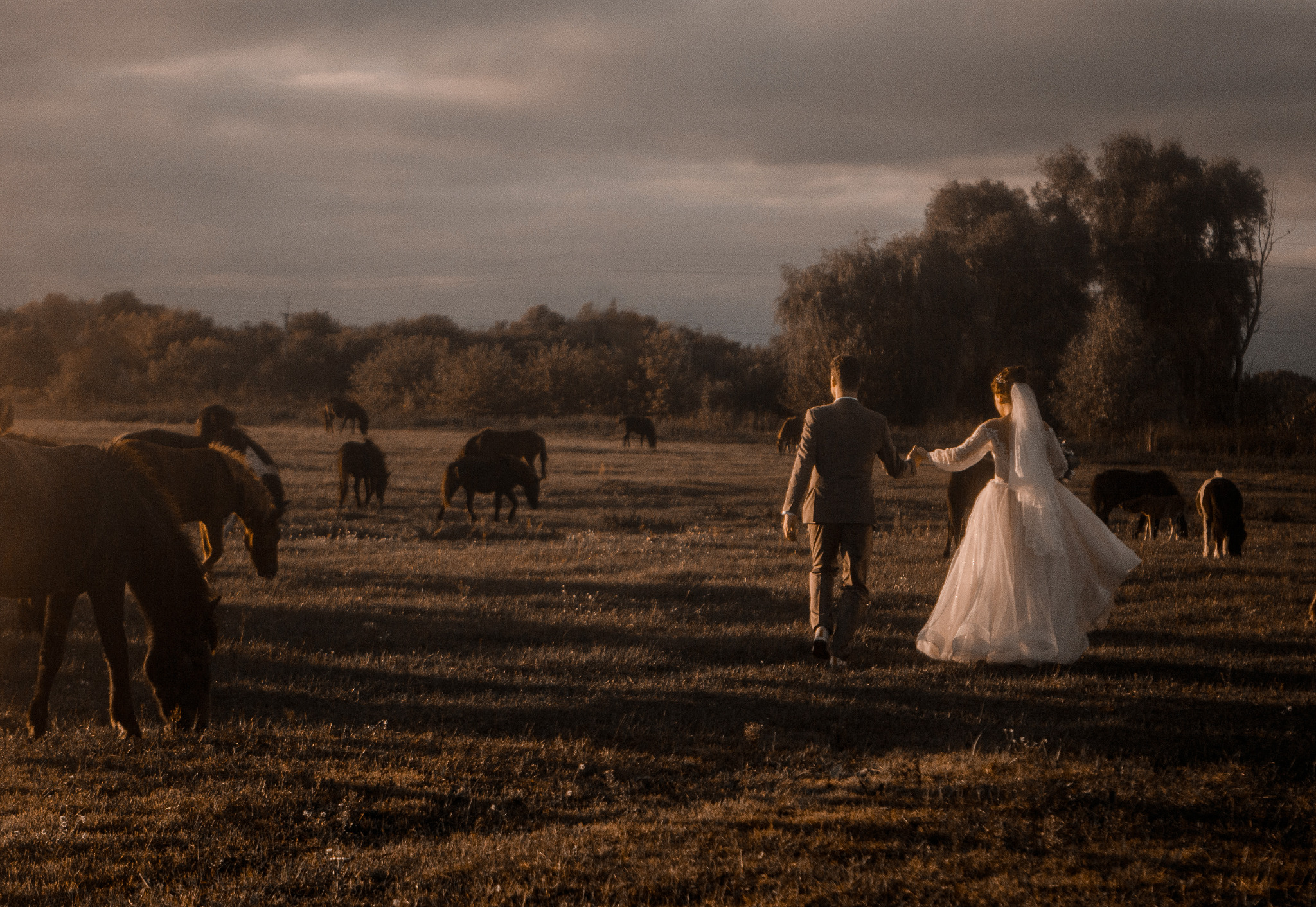Para młoda idzie przez pole z końmi w zachodzącym słońcu. Panna młoda w białej sukni, pan młody w garniturze. Nietypowa sceneria ślubna, ciepłe światło.