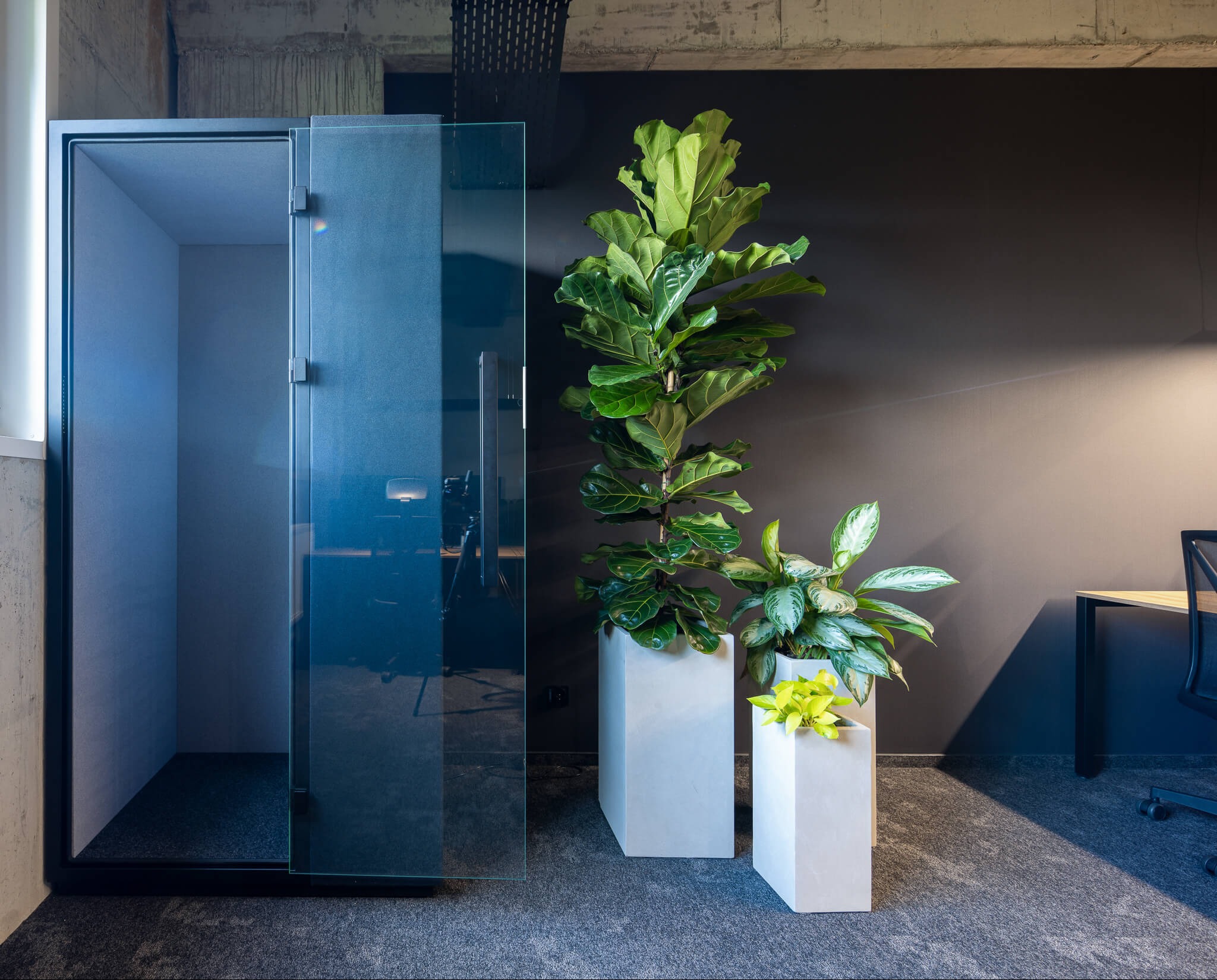 Nowoczesne biuro: szklana kabina akustyczna, wysokie rośliny w betonowych donicach na tle grafitowej ściany i szarej wykładziny dywanowej. Minimalistyczny design.