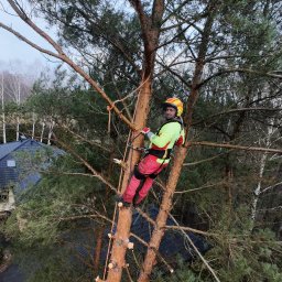 Wycinka Drzew Adam Kruk - Wycinka Drzew Poręba-Kocęby