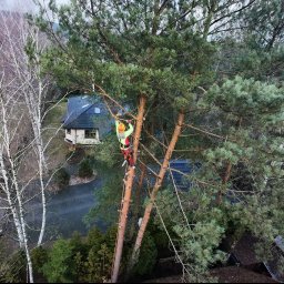 Wycinka drzew Poręba-Kocęby 1