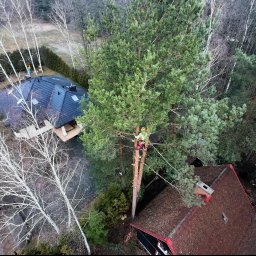 Wycinka drzew Poręba-Kocęby 3