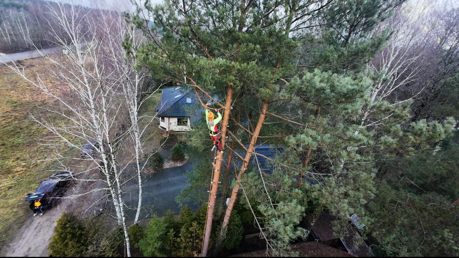 Arborysta w kasku i odzieży ochronnej, w trakcie przycinania wysokiej sosny, z domem i lasem w tle. Widok z góry.