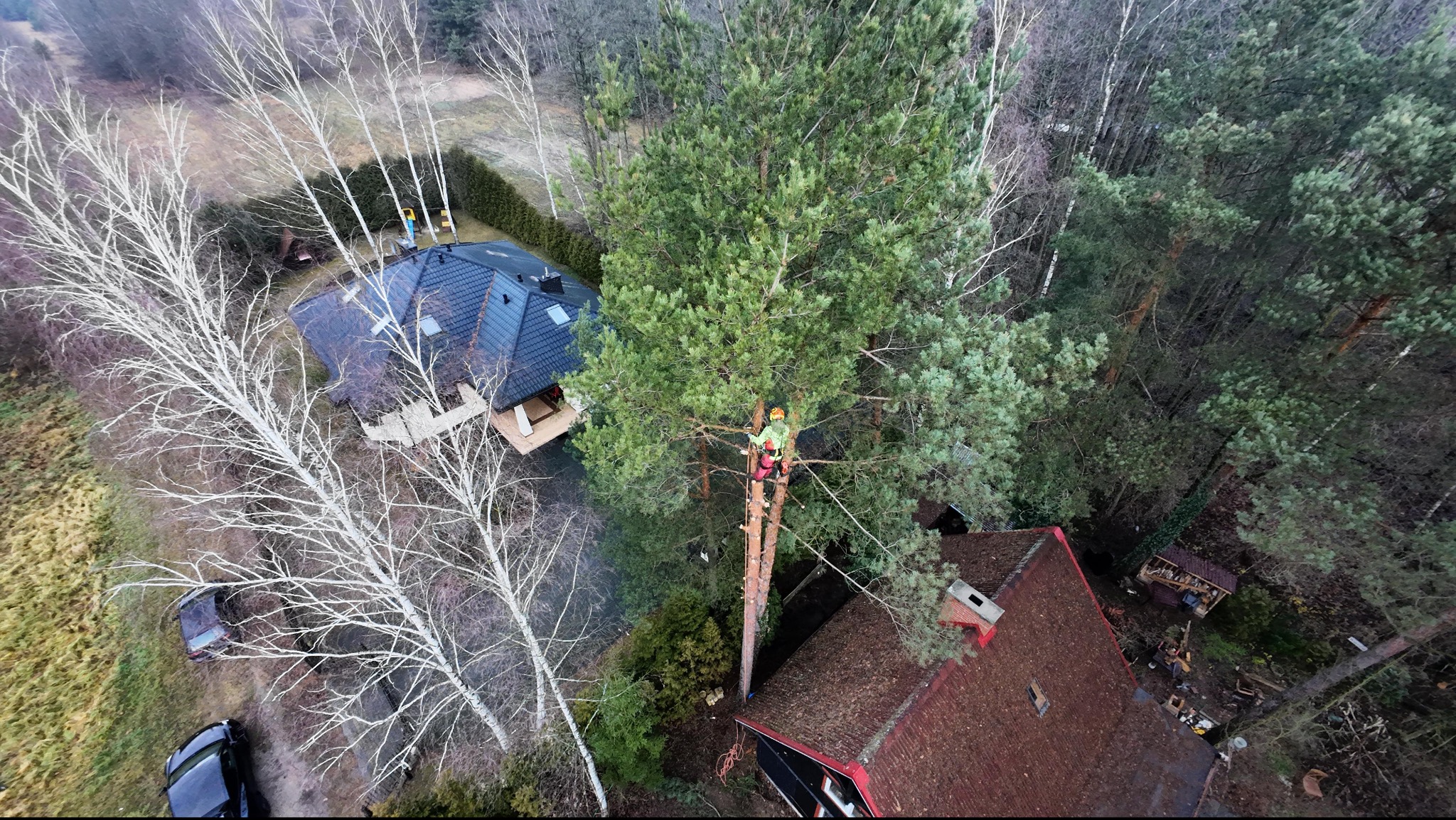 Widok z góry: Arborysta w kasku i uprzęży, na drabinie, przycina wysokie drzewo iglaste w pobliżu domów jednorodzinnych. W tle las i zabudowania.
