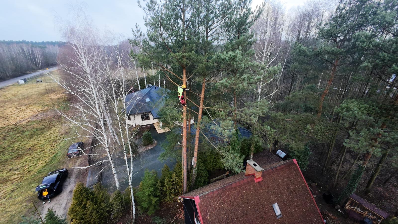 Arborysta w kasku i uprzęży, w trakcie pracy na wysokiej sośnie, z domami w tle. Widok z góry, podkreślający trudność i specyfikę pracy na wysokości.