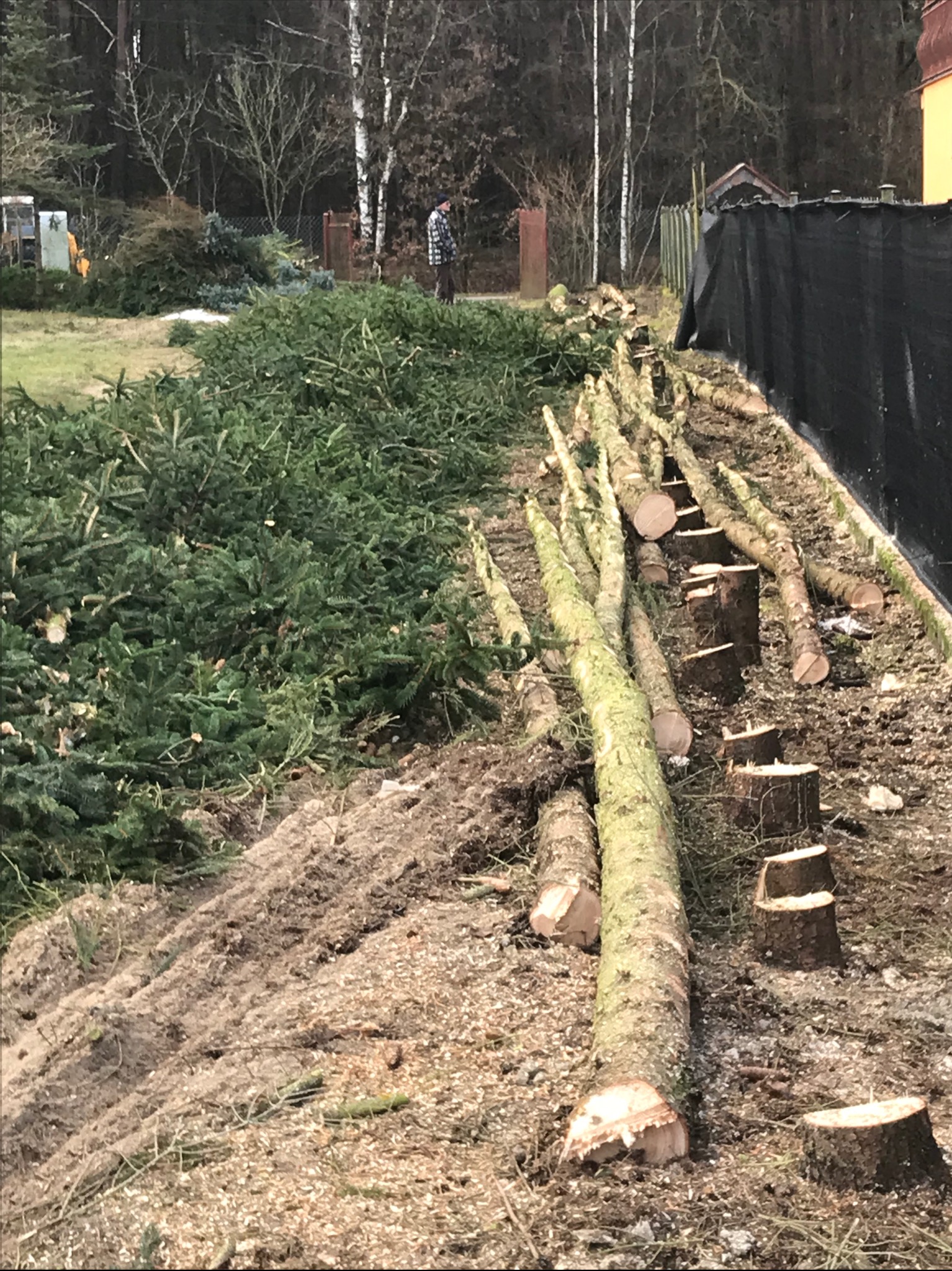 Świeżo ścięte pnie drzew ułożone rzędem obok sterty gałęzi na trawniku, w tle sylwetka mężczyzny i drzewa.