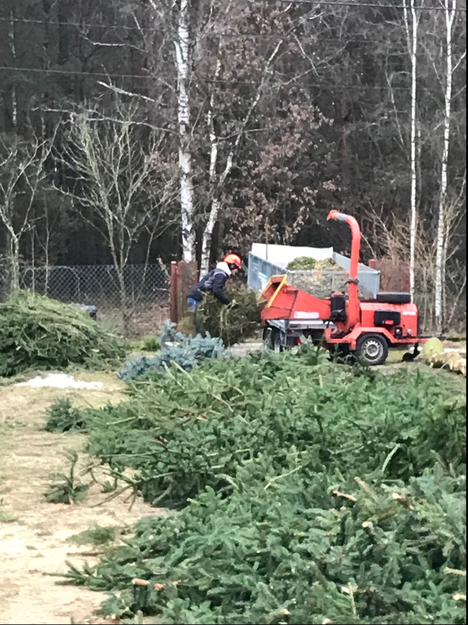 Pracownik w kasku wrzuca gałęzie do czerwonej rębarki na przyczepie. W tle sterta gałęzi i drzewa bez liści. Praca w ogrodzie.