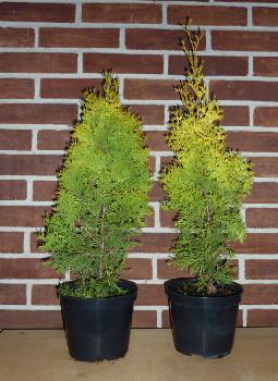 Dwie tuje w czarnych doniczkach na tle ceglanej ściany w Warszawie. Jedna tuja jest nieco wyższa od drugiej.