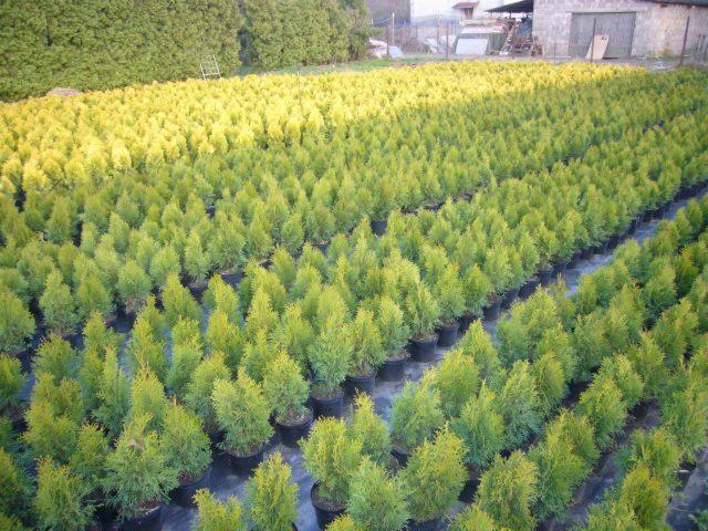 Szkółka tuj w doniczkach, widok z góry na rzędy zielonych i żółtych drzewek, w tle budynek gospodarczy i drzewa.