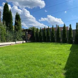 Bartosz Swierczyna - Zadbany trawnik z rzędem tuj wzdłuż ogrodzenia, błękitne niebo z chmurami. Widok na ogród w słoneczny dzień, z perspektywy trawnika.