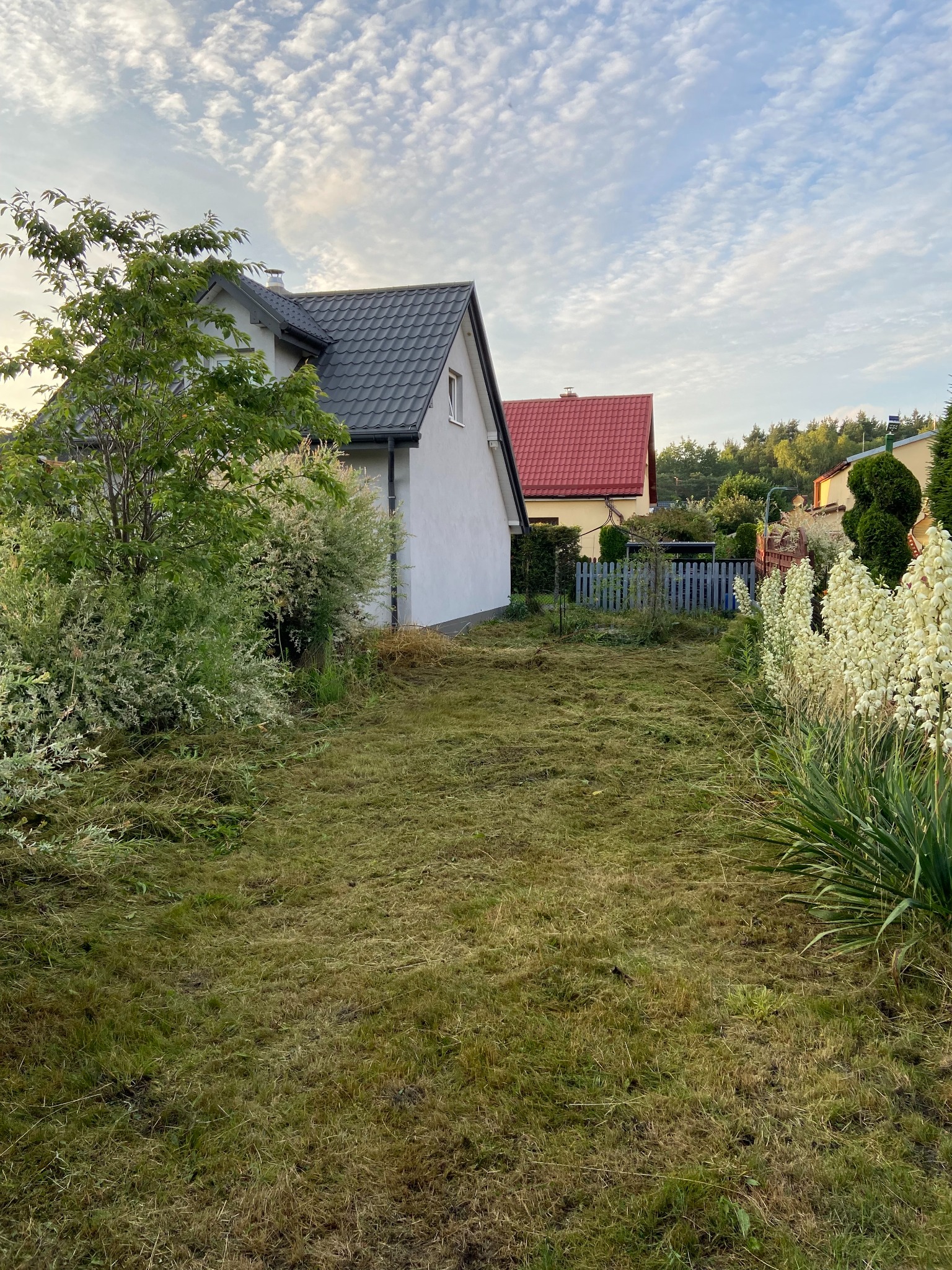 Świeżo skoszony trawnik w Dąbrowie Górniczej, z widocznymi resztkami trawy. W tle domy z różnymi kolorami dachów i ozdobne rośliny.