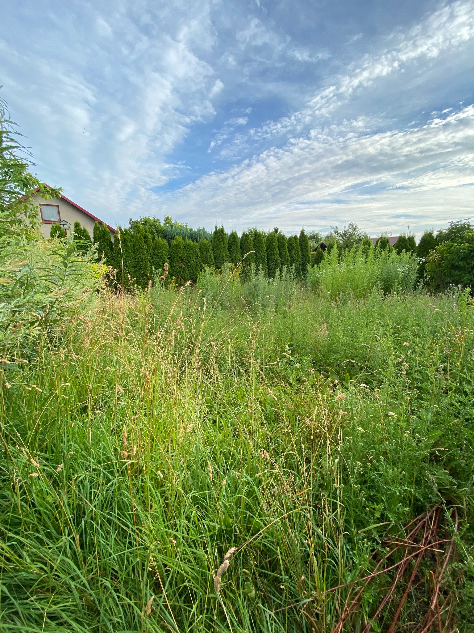Zarośnięty trawnik z wysoką trawą i chwastami przed rzędem tuj, widok na dom z czerwonym dachem w tle, pochmurne niebo.