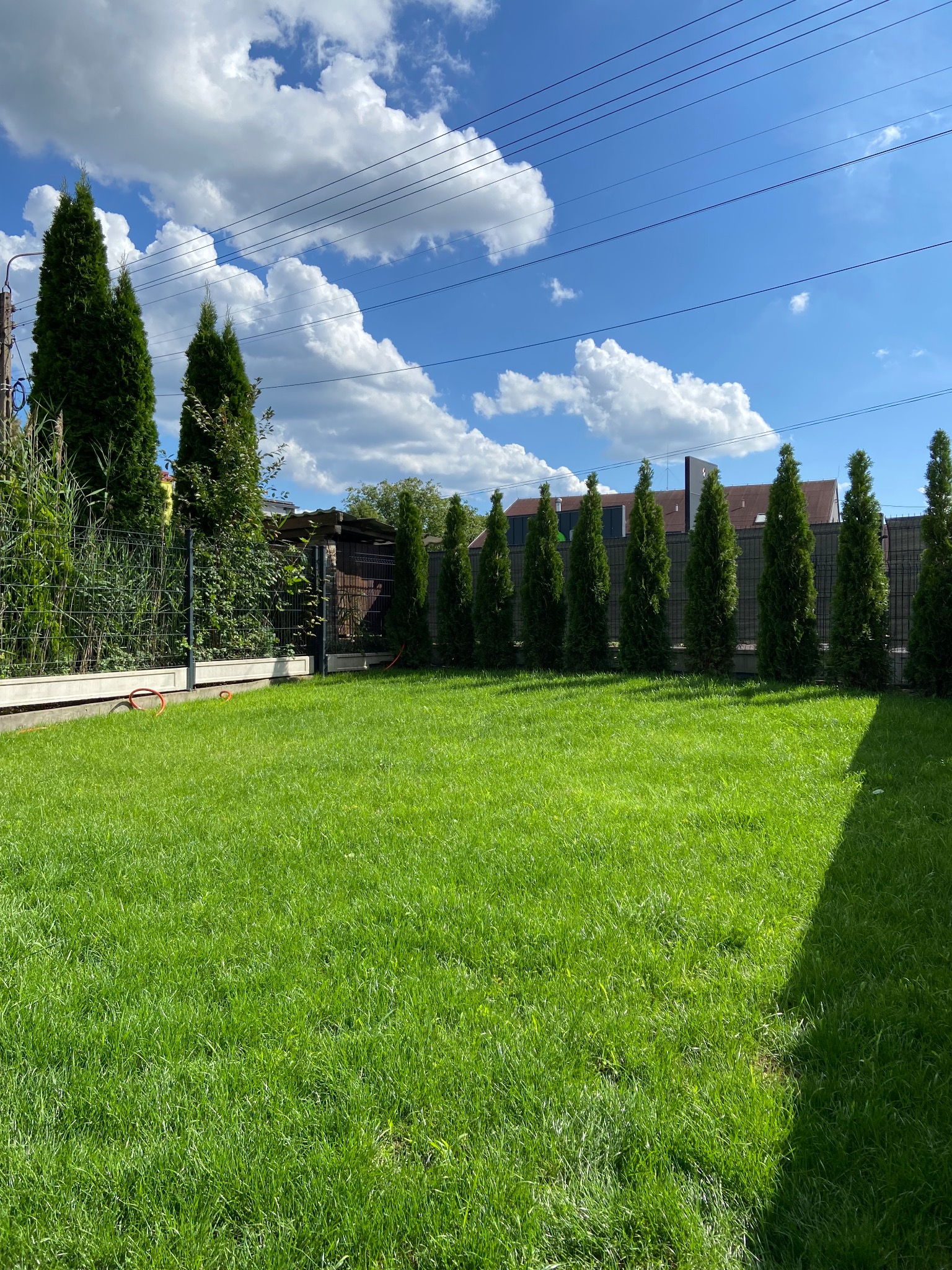 Zadbany trawnik z rzędem tuj wzdłuż ogrodzenia, błękitne niebo z chmurami. Widok na ogród w słoneczny dzień, z perspektywy trawnika.