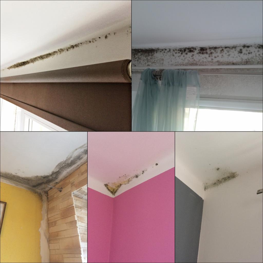 Pleśń na ścianie.