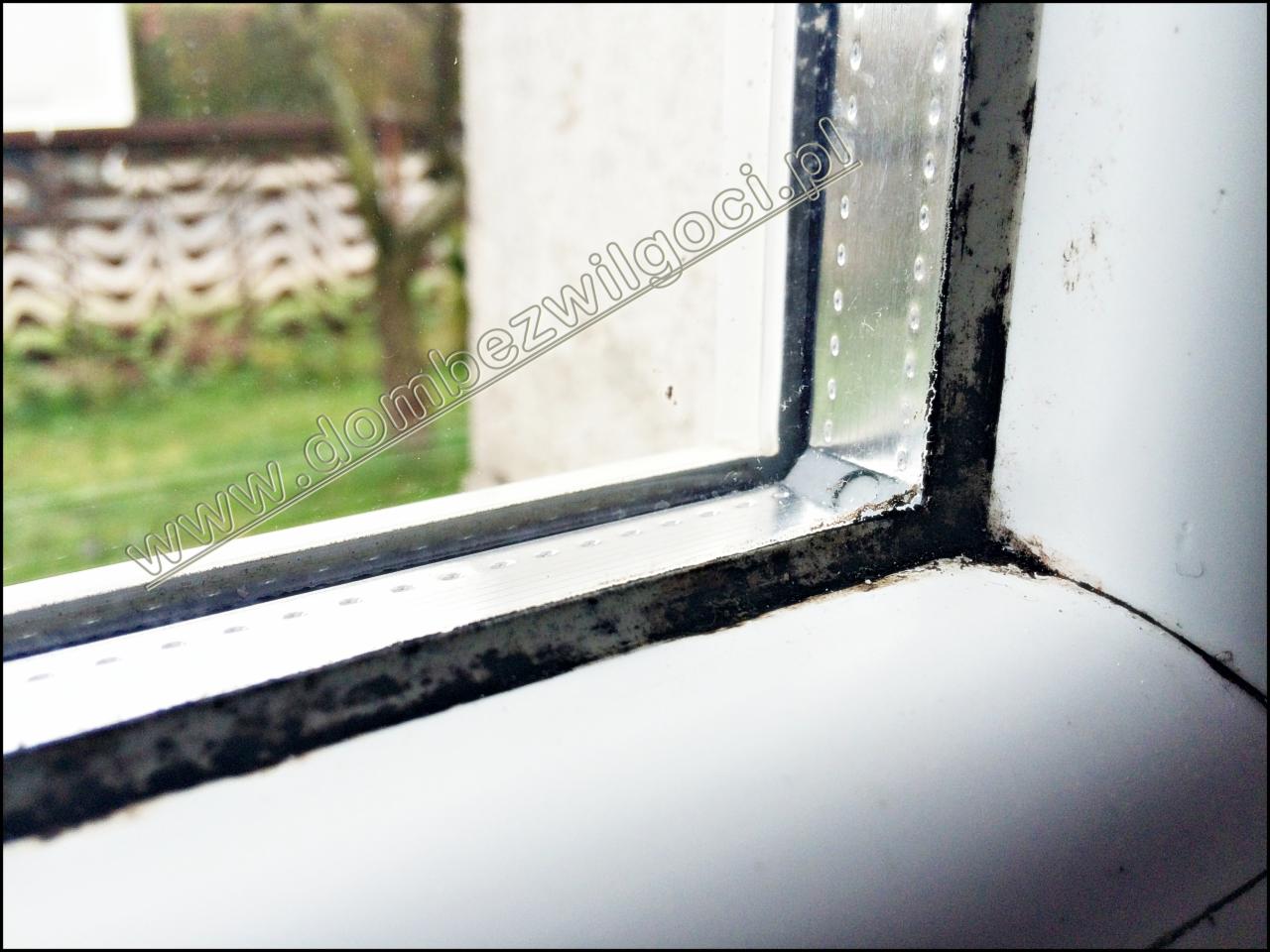 Pleśń na oknie.