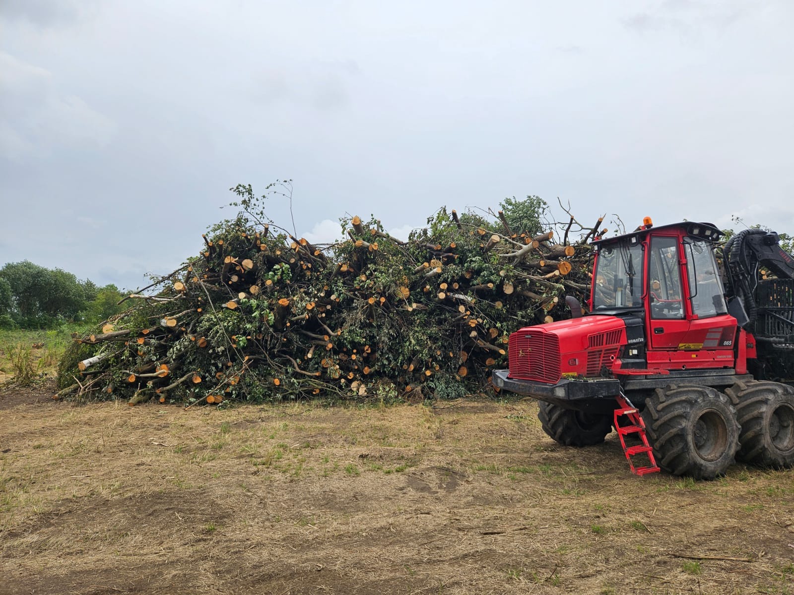 Czerwony kombajn leśny Komatsu 865 stoi obok sterty pociętych gałęzi i pni drzew na polu, po wycince. Pochmurne niebo w tle.