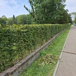 Wycinka drzew Chorzów 4