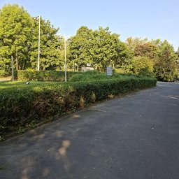 Wycinka drzew Chorzów 3