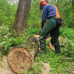 ProBil Patryk Bilewicz - Sadzenie drzew i krzewów Chorzów