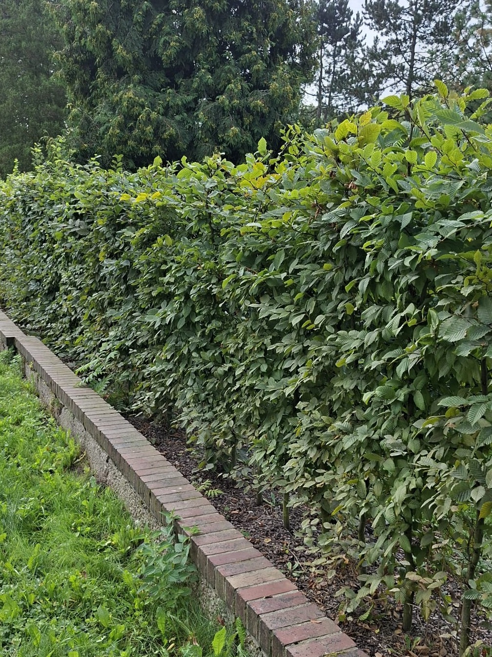 Równy żywopłot z grabu, oddzielony niskim murkiem z cegły klinkierowej. Tło stanowią wysokie drzewa iglaste. Widok z poziomu gruntu, lekko z dołu.