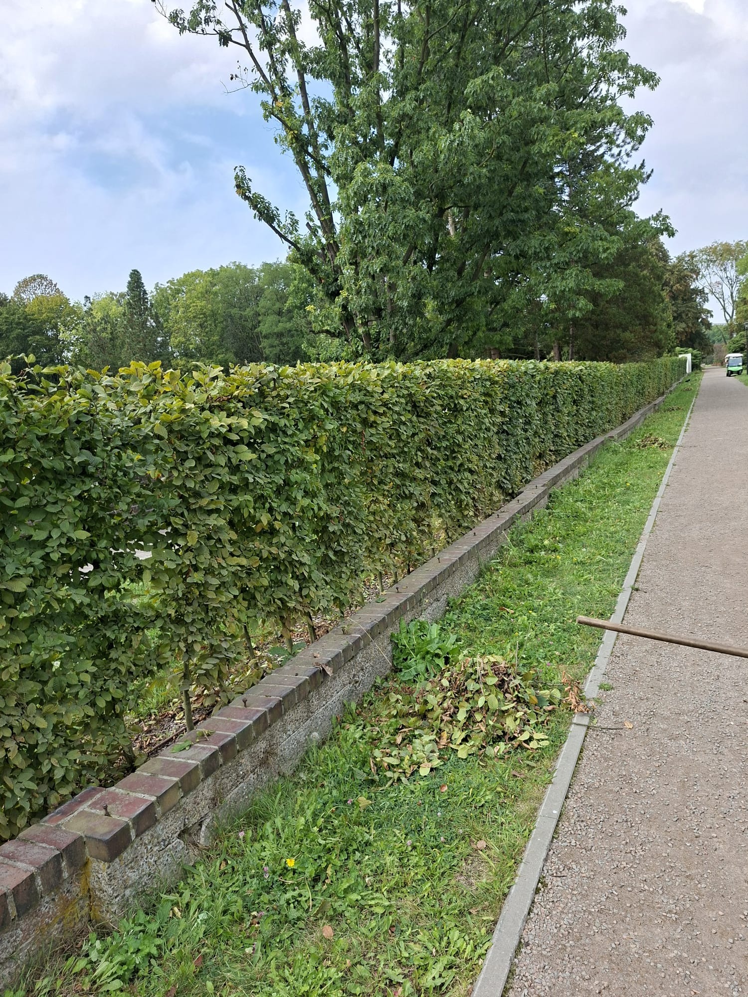 Długi, równo przycięty żywopłot z grabu wzdłuż ścieżki w parku. Świeżo ścięte gałęzie leżą na trawie. Widoczny fragment grabi. W tle drzewa i pojazd elektryczny.
