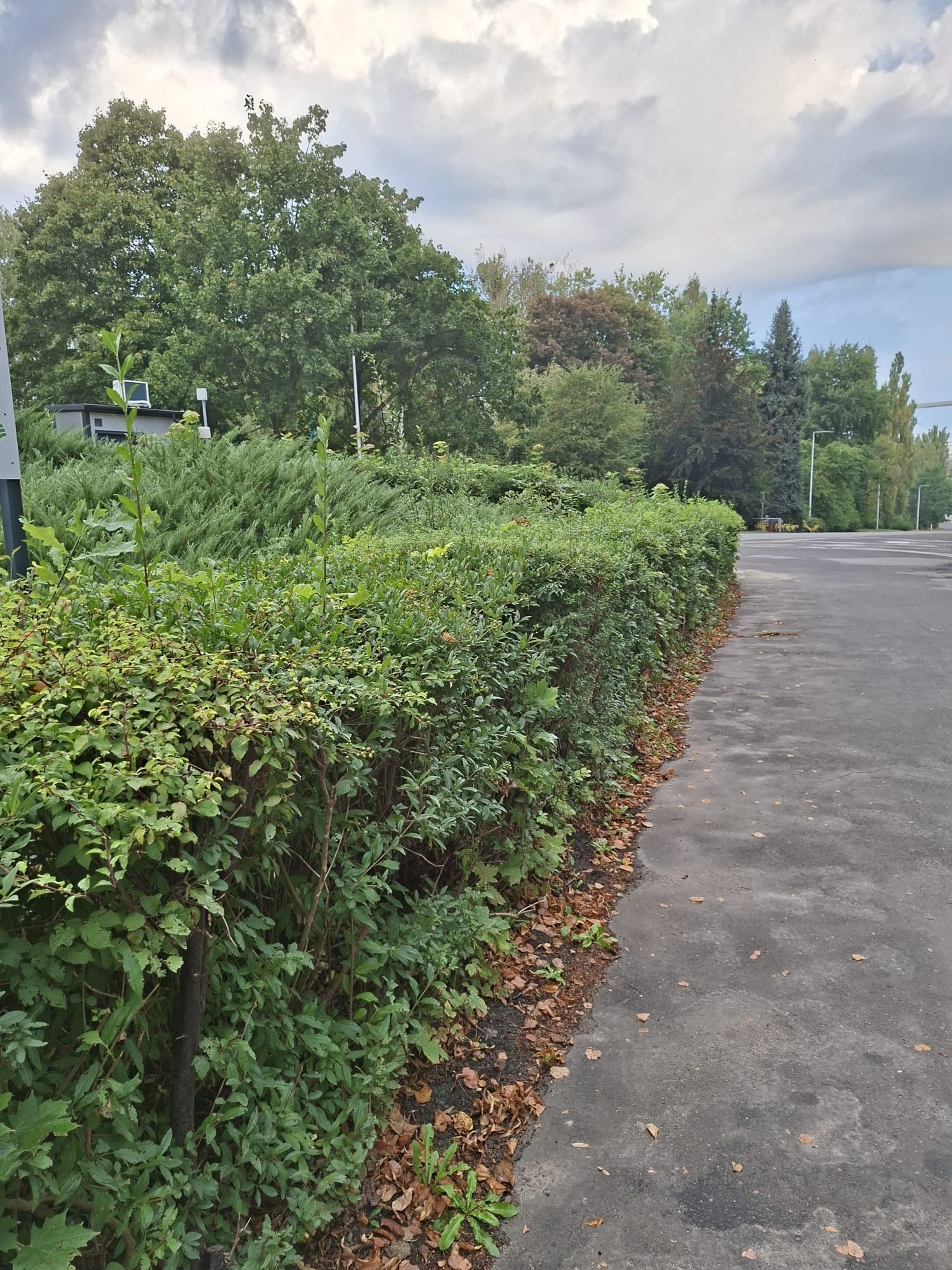 Równa, zielona linia żywopłotu oddziela chodnik od drzew w tle. Jesienne liście przy krawędzi. Pochmurne niebo.