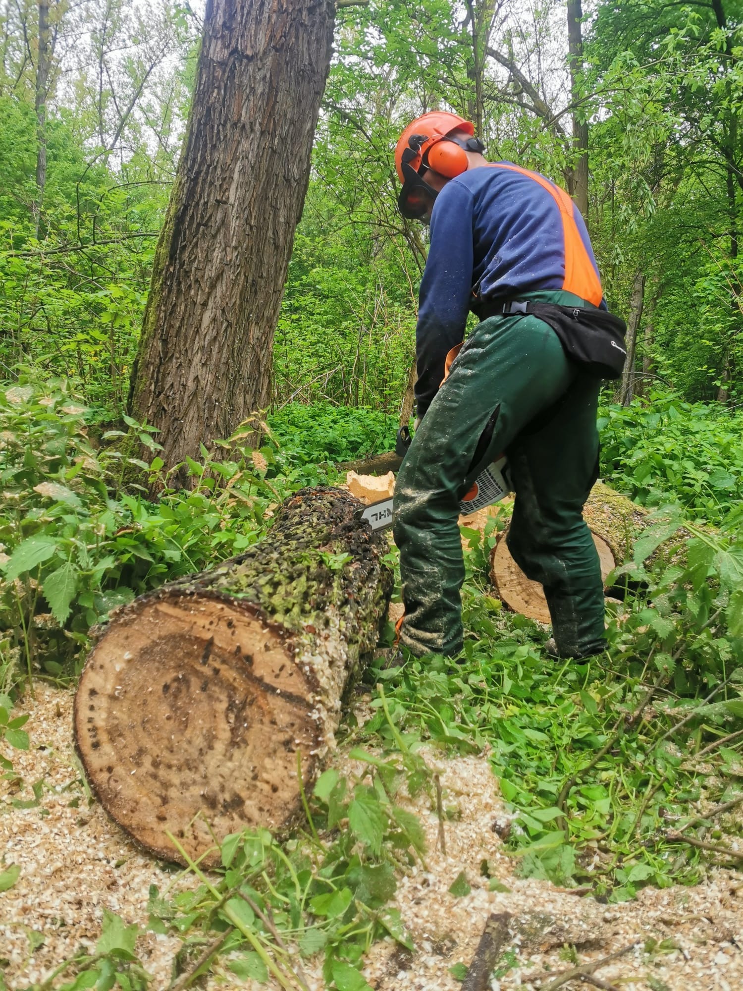 Drwal w kasku i słuchawkach tnie piłą spalinową powalone drzewo w lesie. Wokół leżą wióry i zielona roślinność. Widoczny przekrój pnia z korą i śladami mchu.