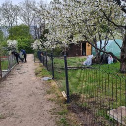 Patryk Żołnowski - Montaż czarnego ogrodzenia panelowego w ogrodzie z kwitnącym drzewem. Widoczni dwaj monterzy podczas pracy. W tle szopa i tunel foliowy.