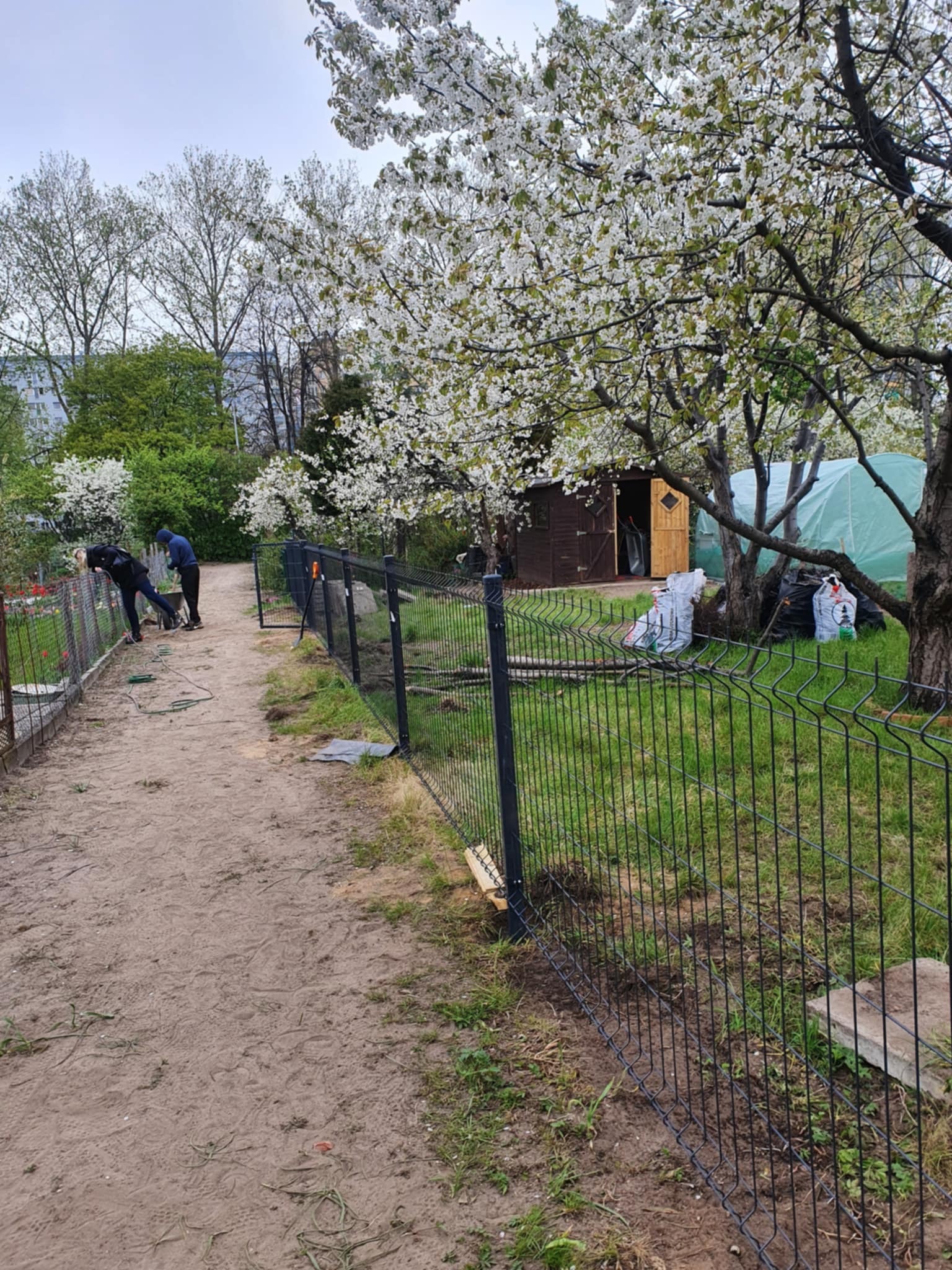 Montaż czarnego ogrodzenia panelowego w ogrodzie z kwitnącym drzewem. Widoczni dwaj monterzy podczas pracy. W tle szopa i tunel foliowy.